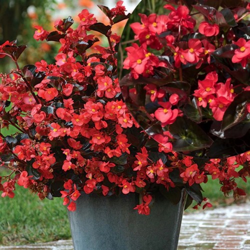 Begonia 'Big DeluXXe Red with Bronze Leaf' - Begoonia 'Big DeluXXe Red with Bronze Leaf' P11/0,75L
